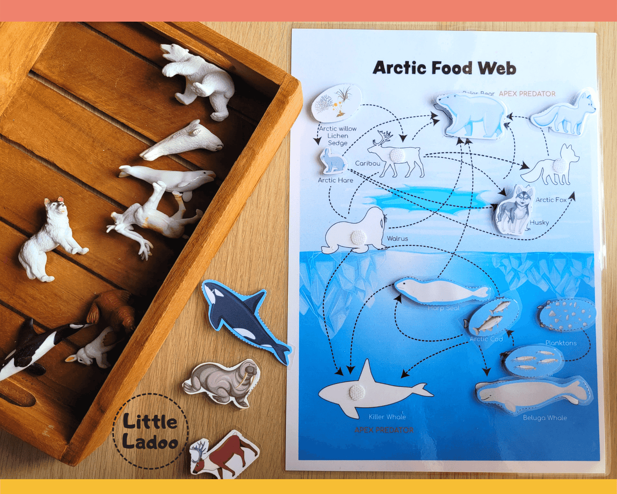 Arctic Food Web - Interactive Learning Page – LittleLadoo