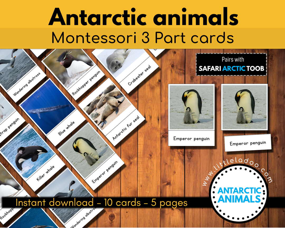 Polar Animals Flash Card  Montessori Printable Resources